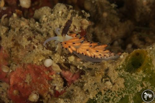 Favorinus tsuruganus from Malaysia