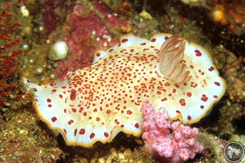 Chromodoris sp. from Myanmar