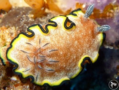 Glossodoris sp. from Mozambique