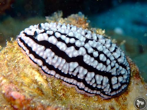 Phyllidiella meandrina from Mozambique