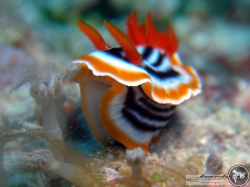 Chromodoris magnifica from Indonesia