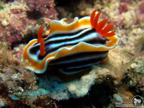 Chromodoris magnifica from Indonesia