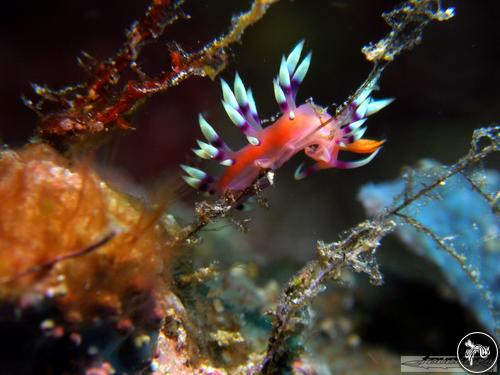 Coryphellina exoptata from Indonesia