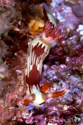 Nembrotha lineolata from Philippines