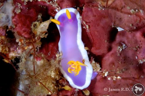 Hypselodoris sp. from Philippines