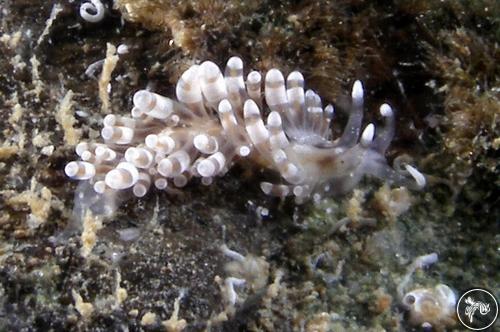 Herviella albida from New South Wales, Australia