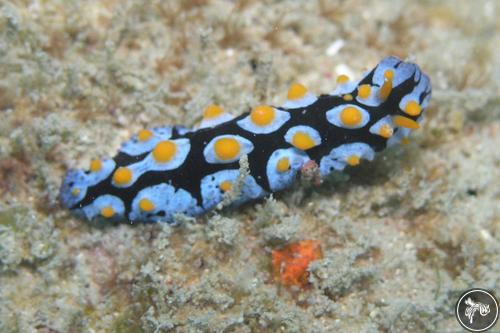 Phyllidia picta from Indonesia