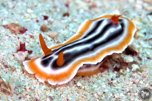 Chromodoris magnifica from Philippines