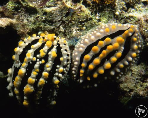 Phyllidia alyta from Maldives