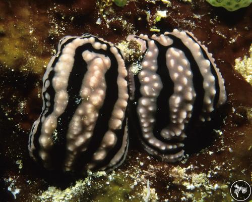 Phyllidiella zeylanica from Maldives