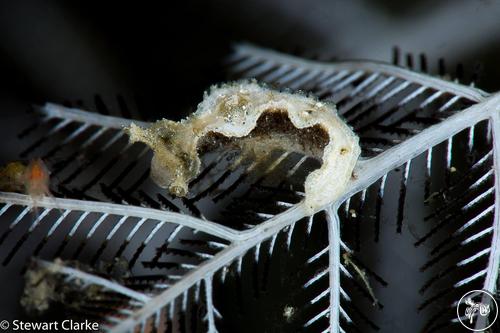 Lomanotus sp. from Anilao, Philippines