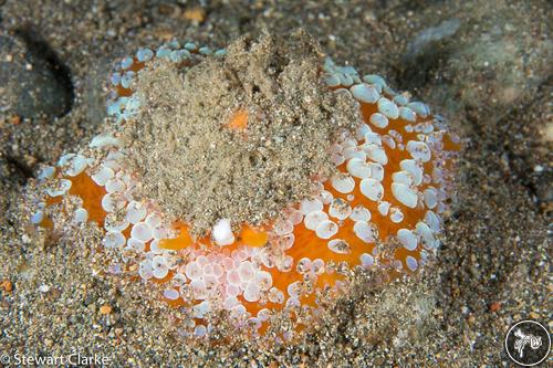 Umbraculum umbraculum from Anilao, Philippines