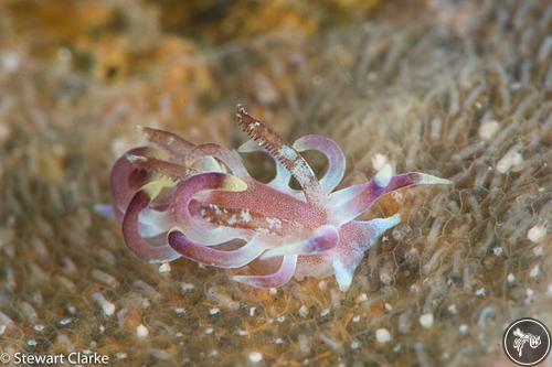 Ceratodoris sp. from Anilao, Philippines