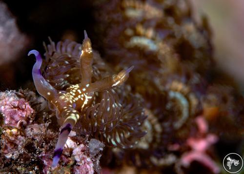 Pteraeolidia semperi from Fiji