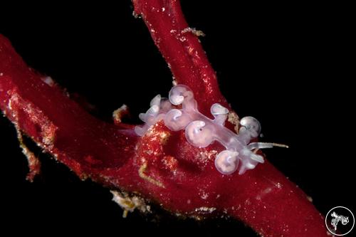 Phyllodesmium undulatum from Fiji, Fiji