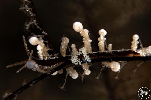 Eubranchus sp. from Fiji