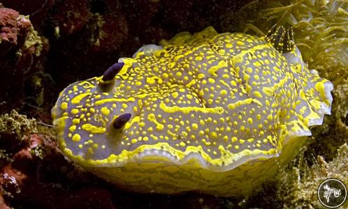 Hypselodoris picta from Gibraltar