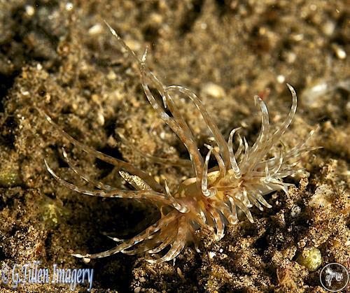 Cumanotus sp. from Dauin, Philippines