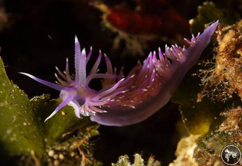 Flabellina sp. from Malta