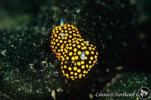 Stiliger aureomarginatus from Taiwan