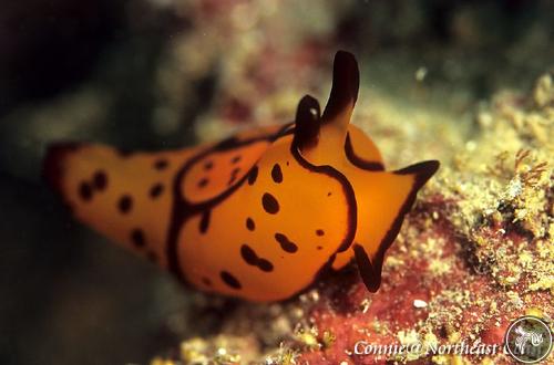 Berthella martensi from Taiwan