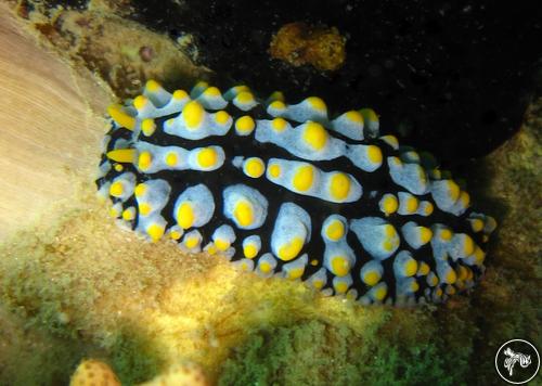 Phyllidia varicosa from Thailand