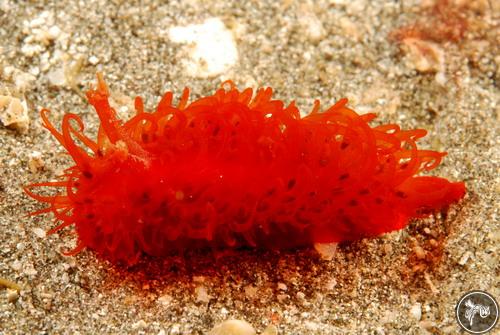 Madrella sanguinea from Bali, Indonesia