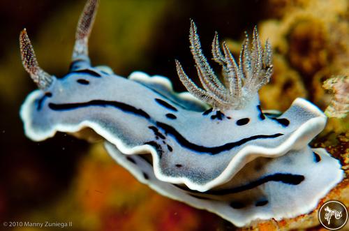 Chromodoris willani from Philippines