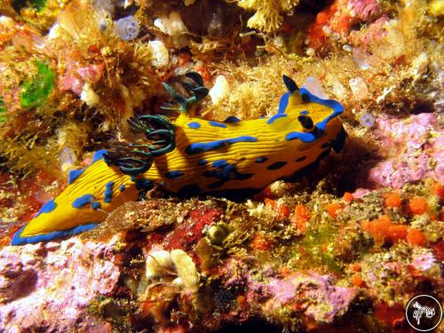 Tambja verconis from New Zealand