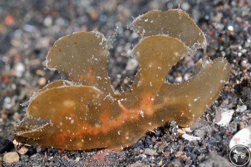 Melibe papillosa from Lembeh, Indonesia