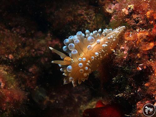 Antiopella cristata from Croatia