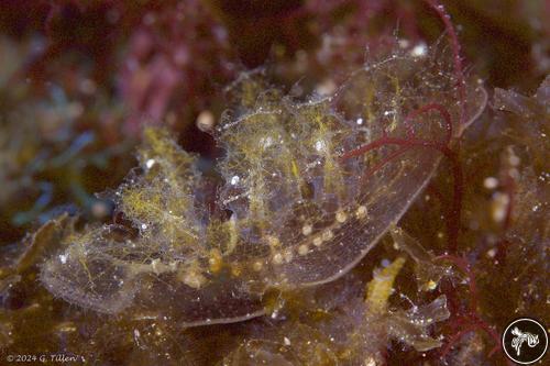 Melibe sp. from Anilao, Philippines