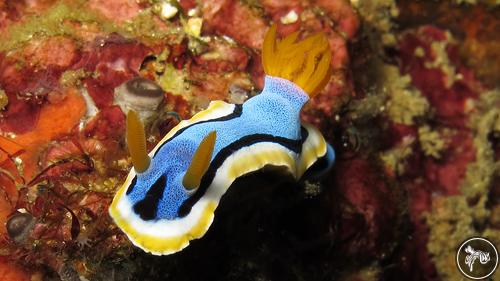 Chromodoris annae from Philippines