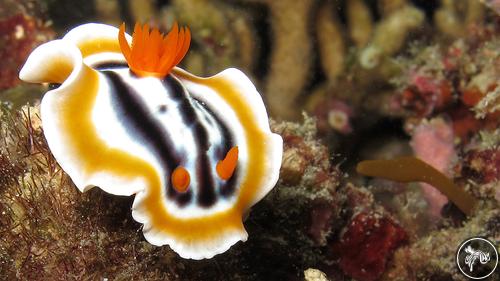 Chromodoris magnifica from Philippines