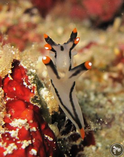 Thecacera picta from Philippines