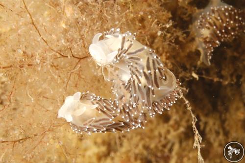 Flabellina nobilis from USA