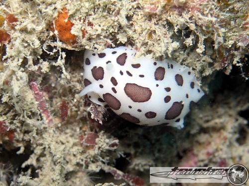 Peltodoris atromaculata from Italy