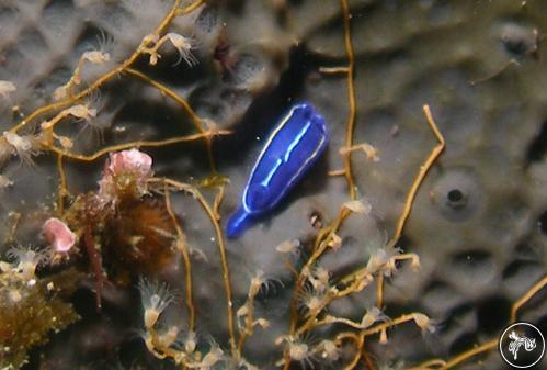 Hypselodoris orsinii from Italy