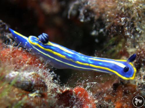 Hypselodoris midatlantica from Italy