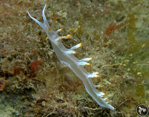 Flabellina babai from France