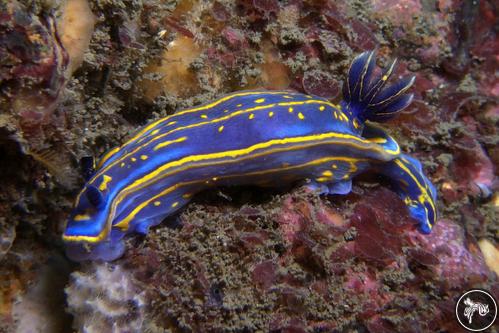 Hypselodoris cantabrica from Spain