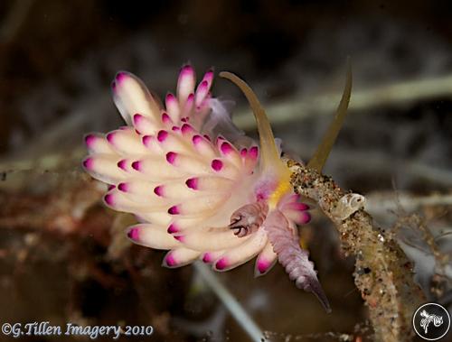 Favorinus pacificus from Bali, Indonesia