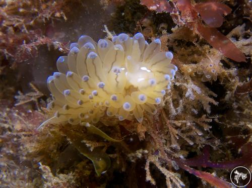 Antiopella cristata from Spain