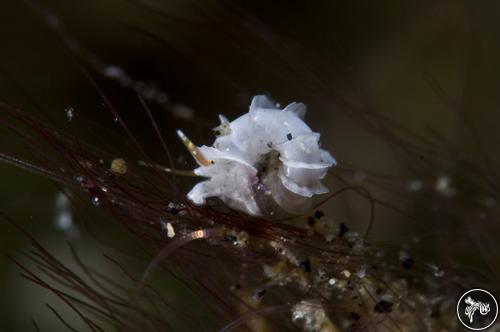 Epitonium sp. from Lembeh, Indonesia