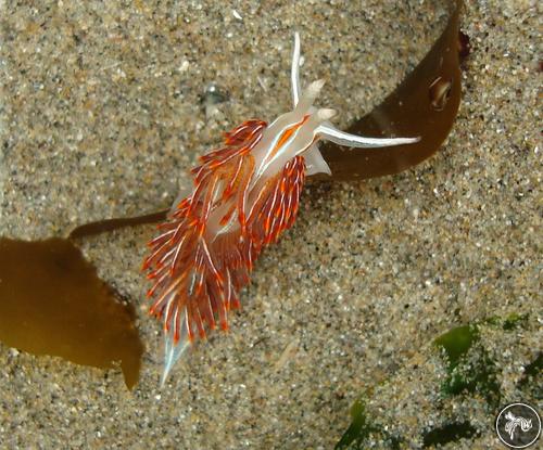 Hermissenda crassicornis from USA