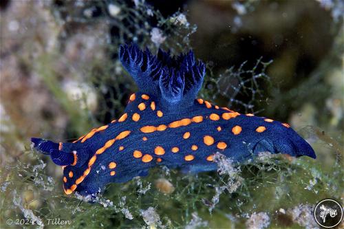 Nembrotha sp. from Philippines