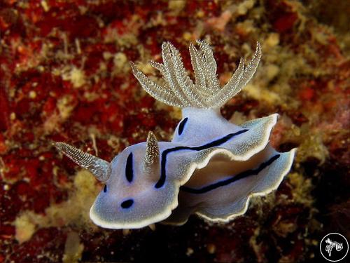 Chromodoris willani from Malaysia