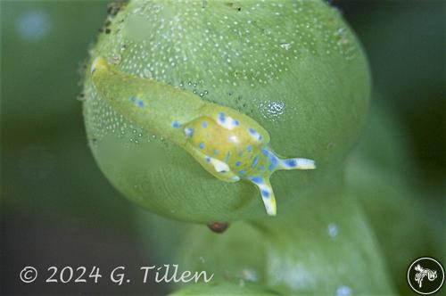 Oxynoe natalensis from Dauin, Philippines