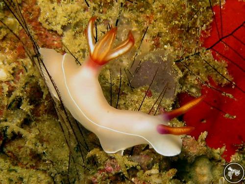 Hypselodoris bullockii from Malaysia