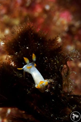 Trapania tartanella from Portugal